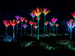 suuria värikkäitä kukkaveistoksia hohtaa pimeässä. Kuva Paul Pelc